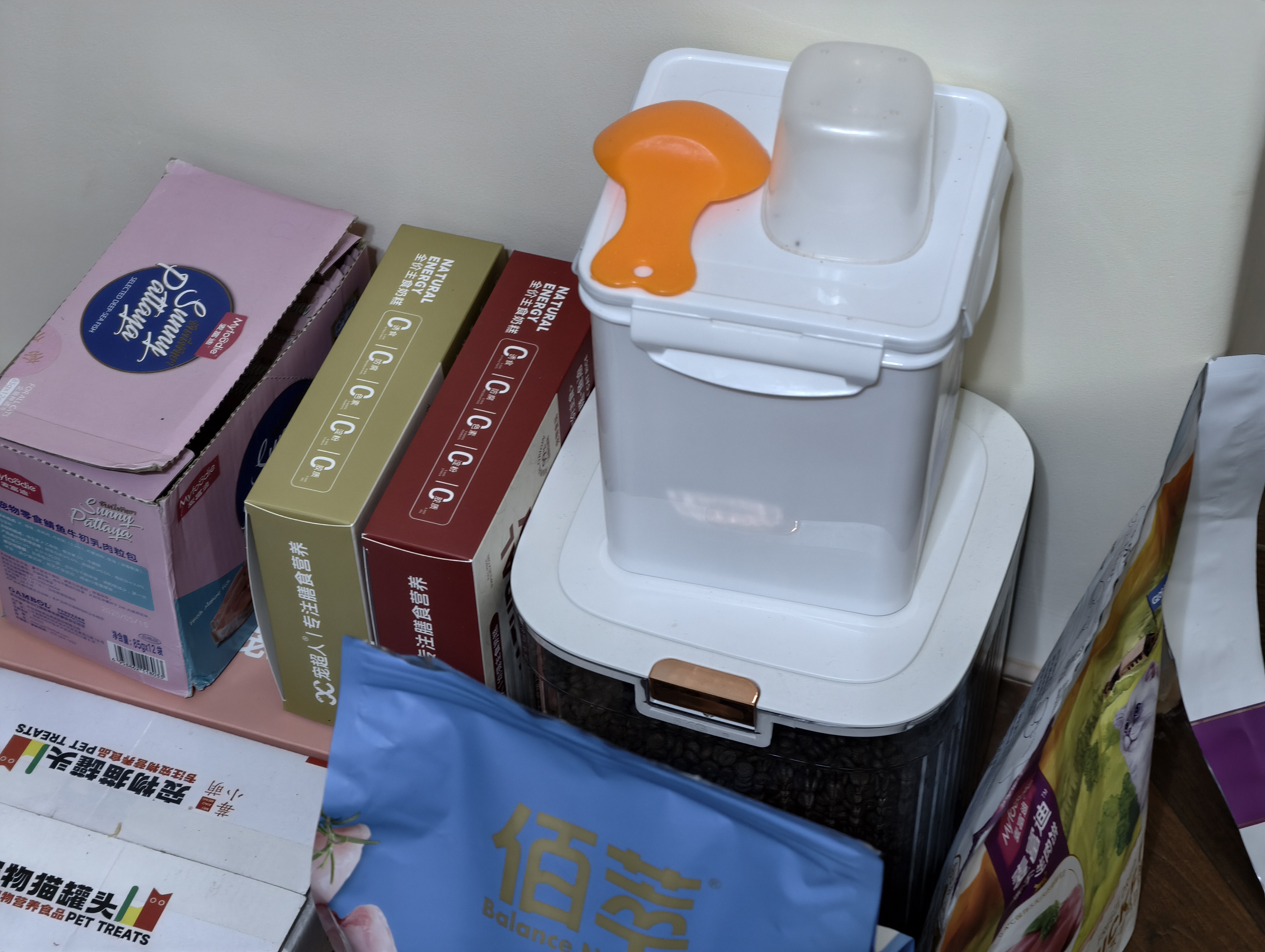 美短龟仙人弟弟找主人啦